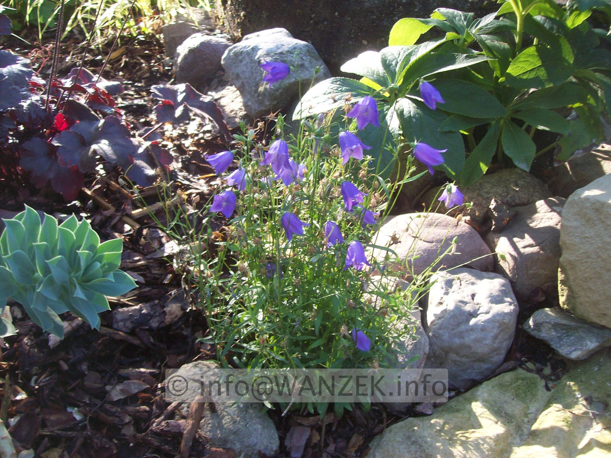 Campanula pusilla 01.JPG